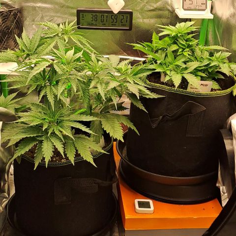 Jack Herer growlog timeline photo