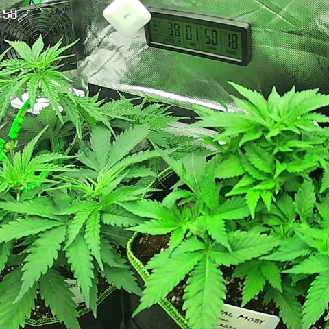 Jack Herer growlog timeline photo