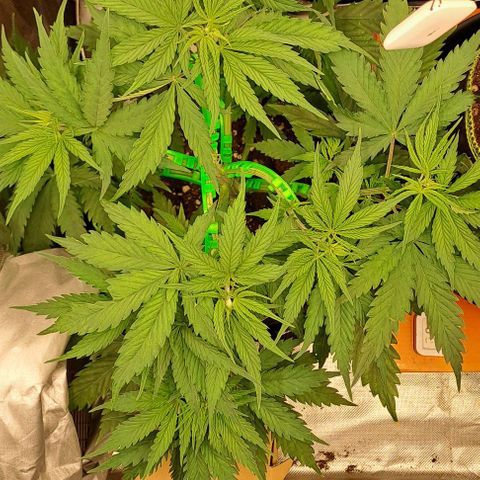 Jack Herer growlog timeline photo