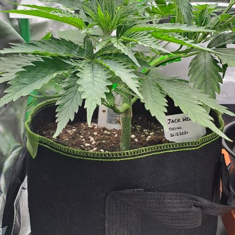 Jack Herer growlog timeline photo