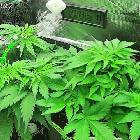 Jack Herer growlog timeline photo