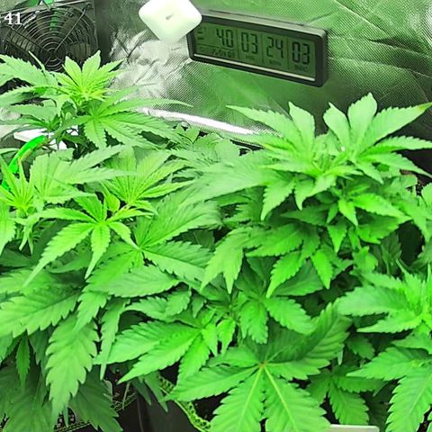Jack Herer growlog timeline photo