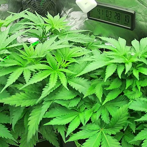Jack Herer growlog timeline photo