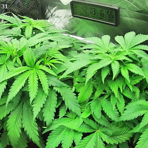 Jack Herer growlog timeline photo