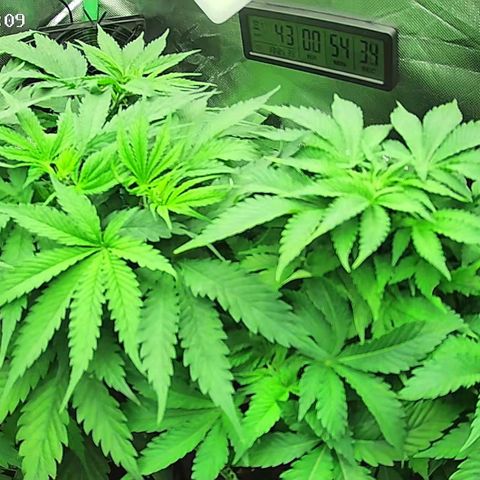 Jack Herer growlog timeline photo