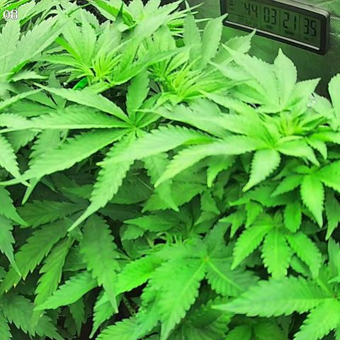 Jack Herer growlog timeline photo