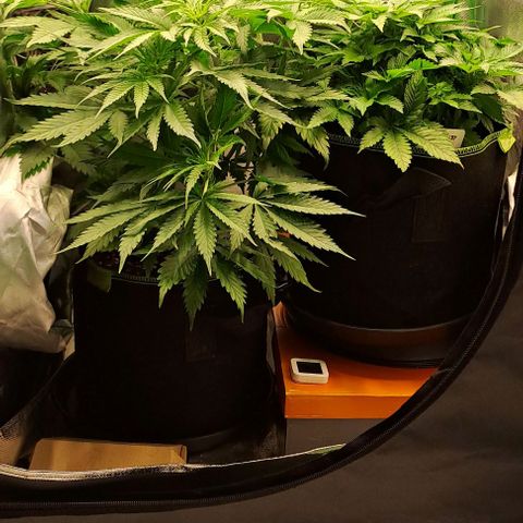 Jack Herer growlog timeline photo