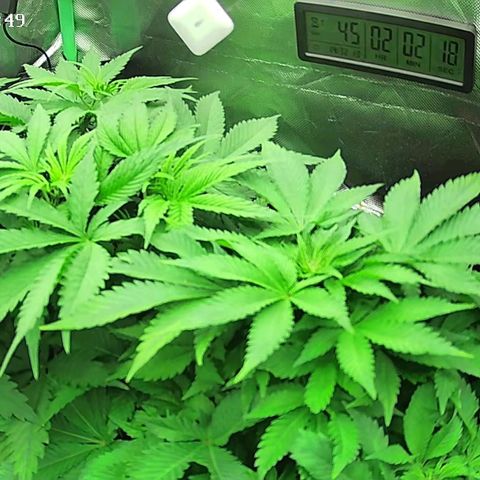 Jack Herer growlog timeline photo