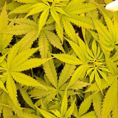 Jack Herer growlog timeline photo