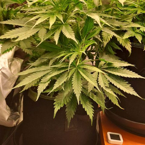 Jack Herer growlog timeline photo