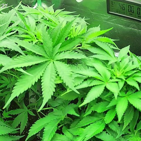 Jack Herer growlog timeline photo