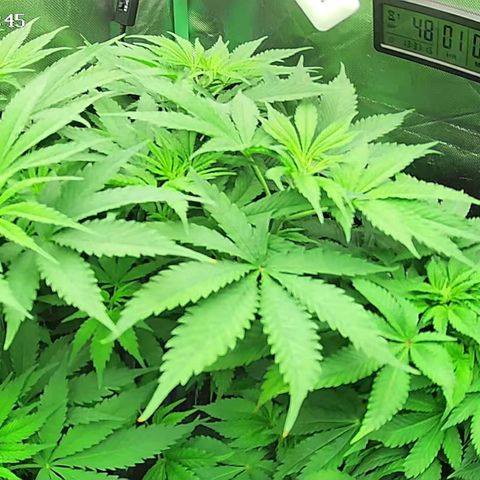 Jack Herer growlog timeline photo