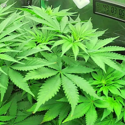 Jack Herer growlog timeline photo