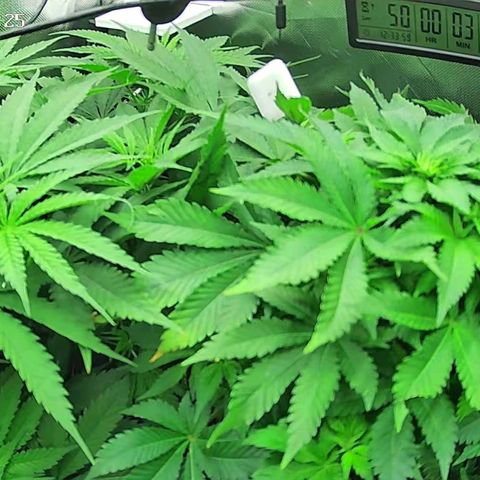 Jack Herer growlog timeline photo
