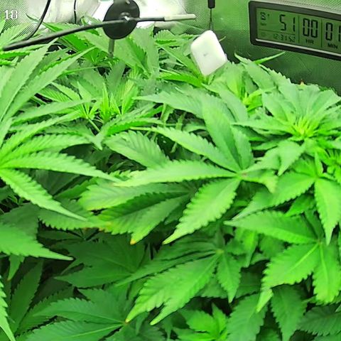 Jack Herer growlog timeline photo