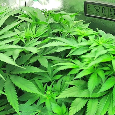 Jack Herer growlog timeline photo