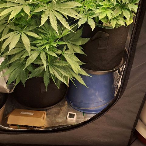 Jack Herer growlog timeline photo