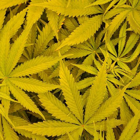 Jack Herer growlog timeline photo