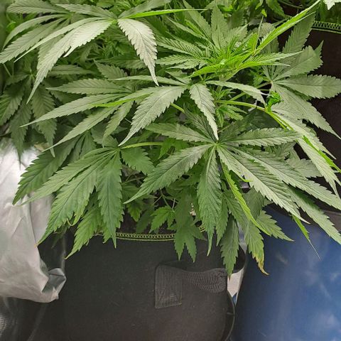 Jack Herer growlog timeline photo