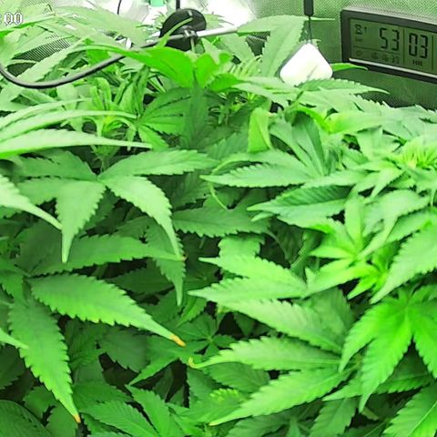 Jack Herer growlog timeline photo