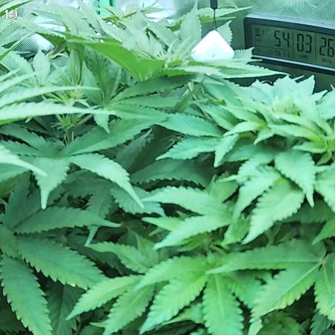 Jack Herer growlog timeline photo