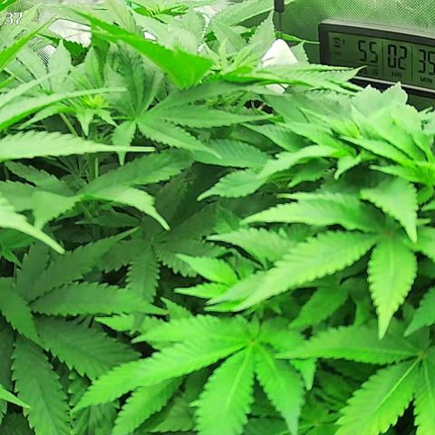 Jack Herer growlog timeline photo