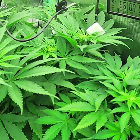 Jack Herer growlog timeline photo