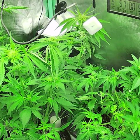 Jack Herer growlog timeline photo