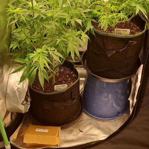 Jack Herer growlog timeline photo