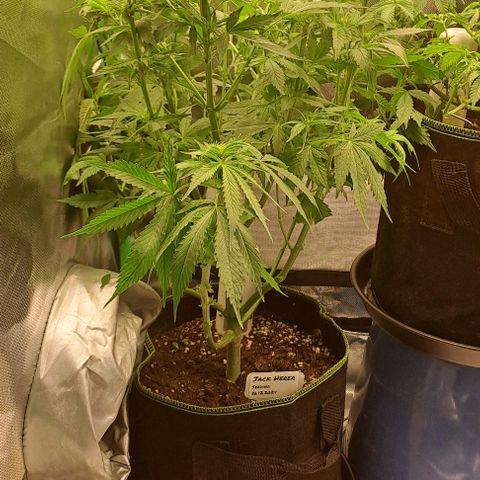 Jack Herer growlog timeline photo