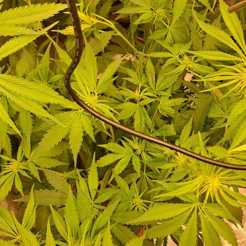 Jack Herer growlog timeline photo