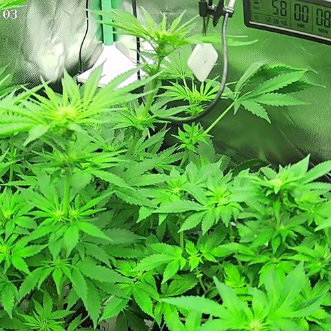 Jack Herer growlog timeline photo