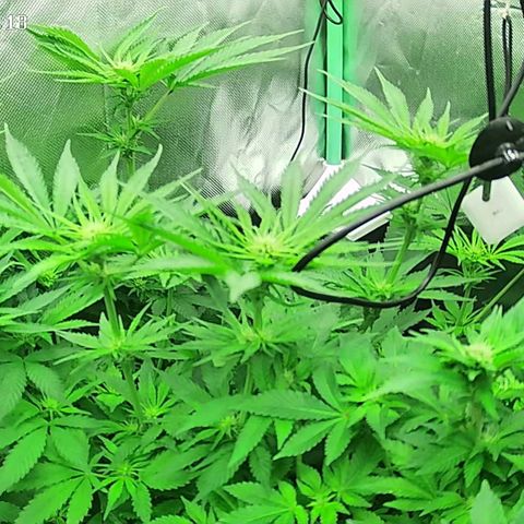 Jack Herer growlog timeline photo