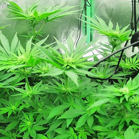 Jack Herer growlog timeline photo