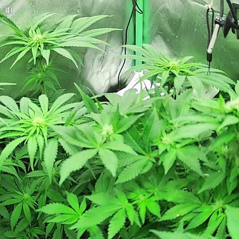 Jack Herer growlog timeline photo