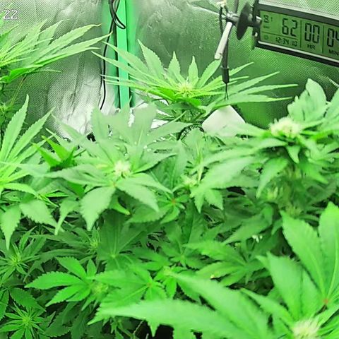 Jack Herer growlog timeline photo
