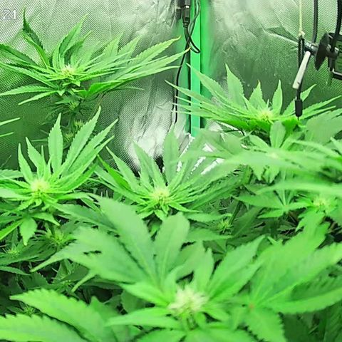 Jack Herer growlog timeline photo