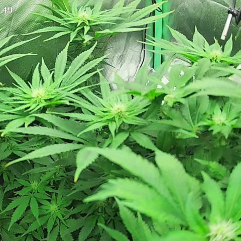 Jack Herer growlog timeline photo