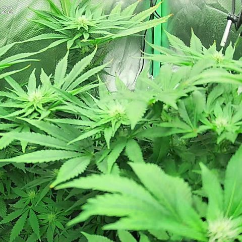 Jack Herer growlog timeline photo