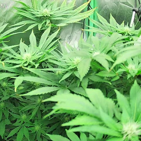Jack Herer growlog timeline photo