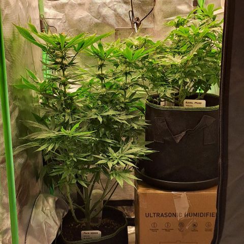 Jack Herer growlog timeline photo