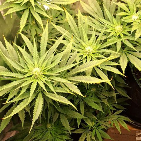 Jack Herer growlog timeline photo