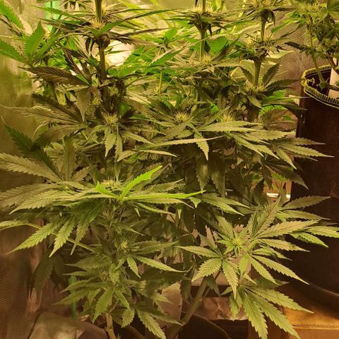 Jack Herer growlog timeline photo