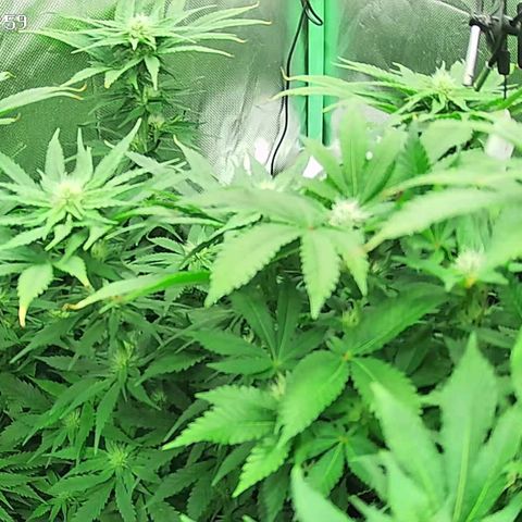 Jack Herer growlog timeline photo