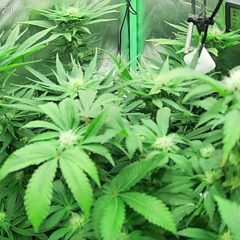 Jack Herer growlog timeline photo