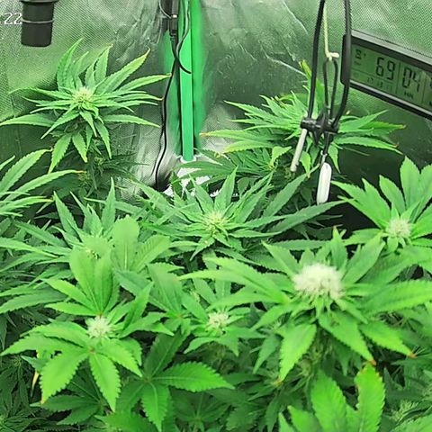 Jack Herer growlog timeline photo