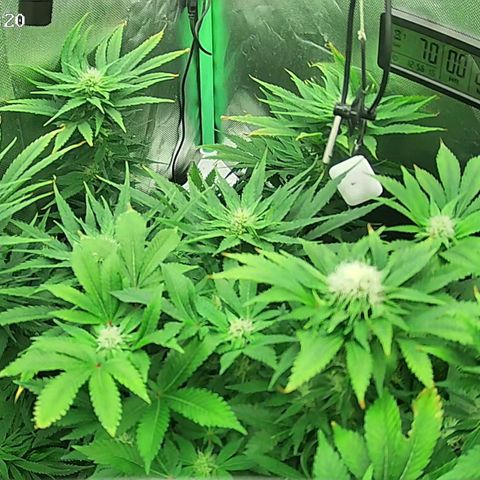 Jack Herer growlog timeline photo
