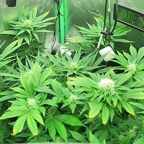 Jack Herer growlog timeline photo