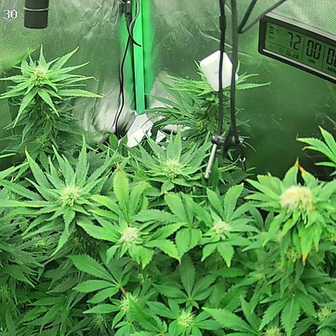 Jack Herer growlog timeline photo