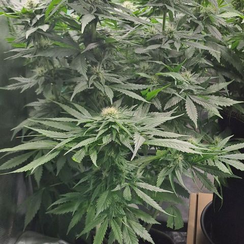 Jack Herer growlog timeline photo